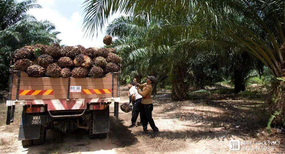 关于马来西亚队碾压印度队，戴资颖状态火热的信息